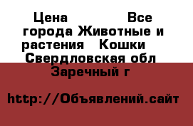 Zolton › Цена ­ 30 000 - Все города Животные и растения » Кошки   . Свердловская обл.,Заречный г.